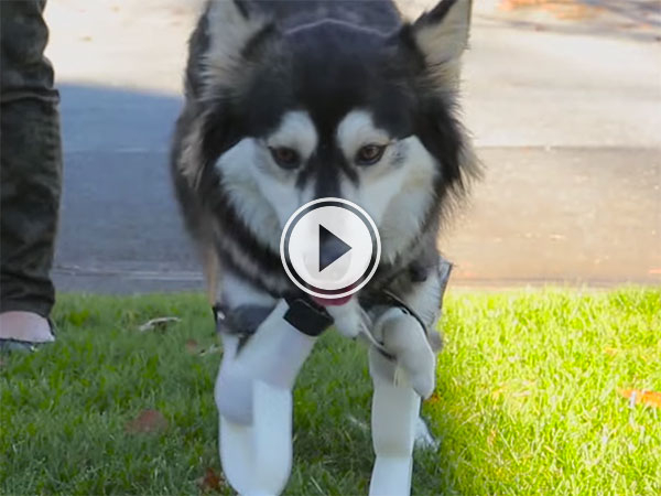 Dog uses prothetic legs for the first time (Video)