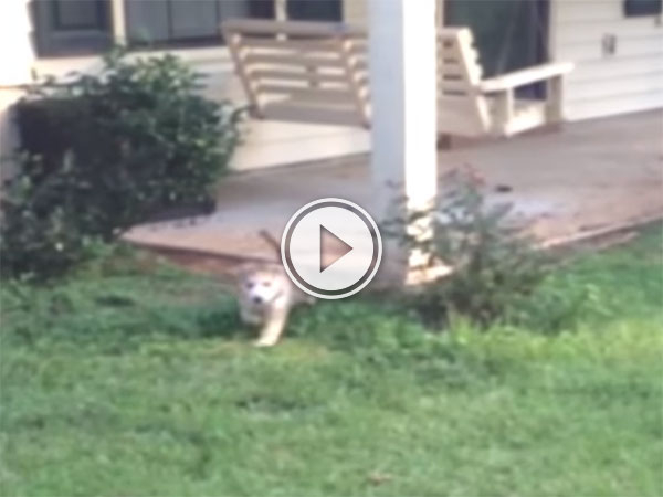 A Husky puppy falling into a hole (Video)