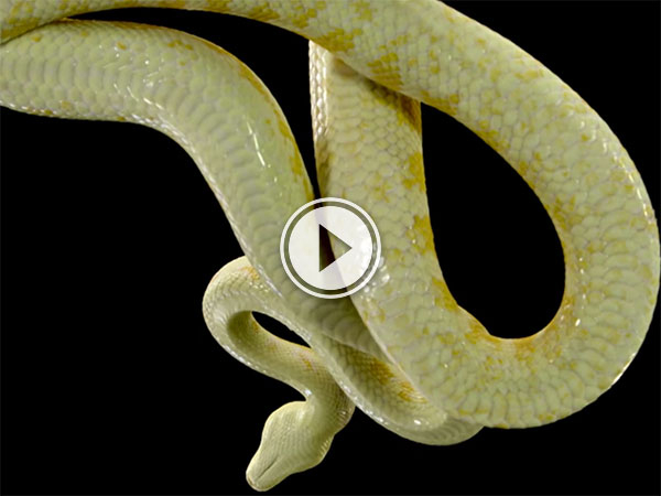 Animals seen through glass panel (Video)