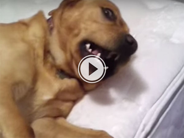 This dog really doesn't wanna wake up (Video)
