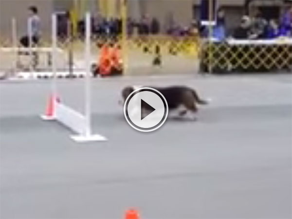 Basset Hound takes agility course at a leisurely pace (Video)