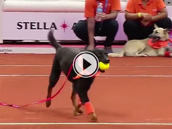 Street dogs as 'ball boys' in tennis match (Video)
