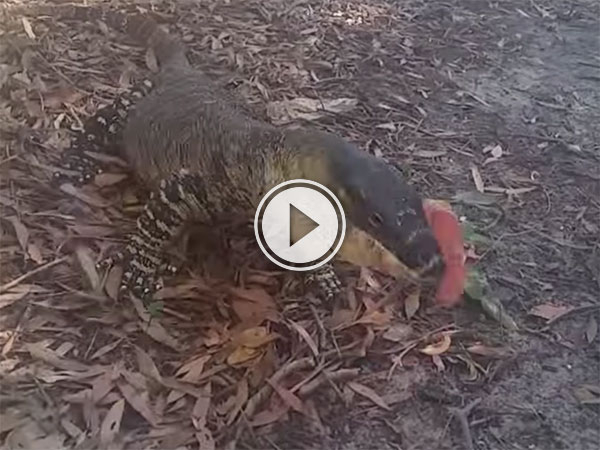Goannas bites fingers (Video)