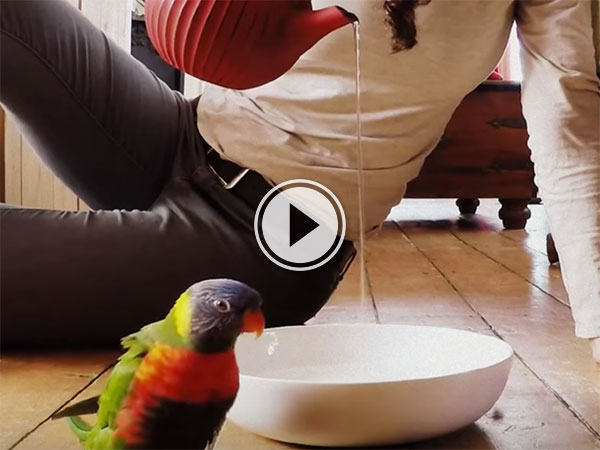 Parrot doing a 'Rain Dance' (Video)