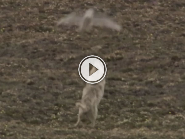 Owl fights back against wolves (Video)