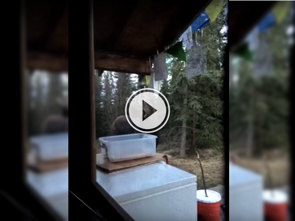 A Moose and some chimes make some magical 'moose-ic!' (Video)