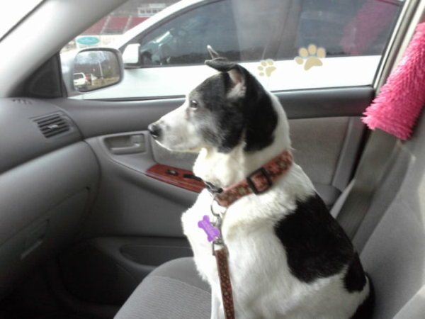 A black and white mutt inside a car, looking out of the window