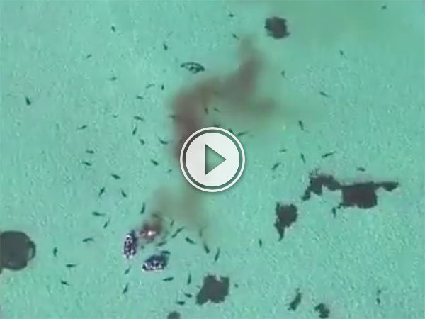 Tiger Shark Feeding Frenzy (Video)