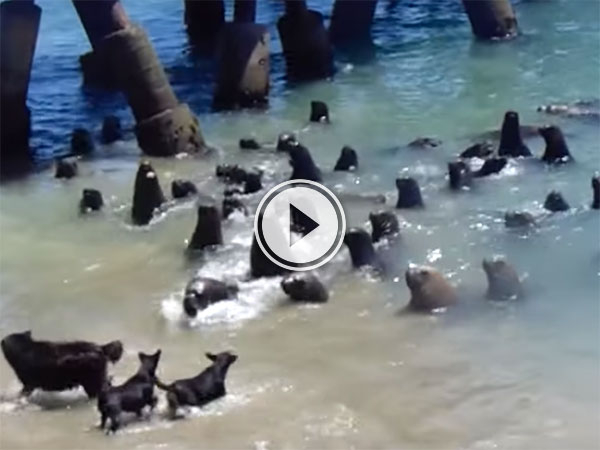 Operation Sea Lion in full effect (Video)