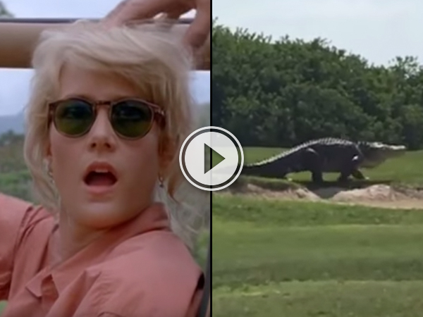 Alligator on golf course gets the Jurassic Park treatment (Video)