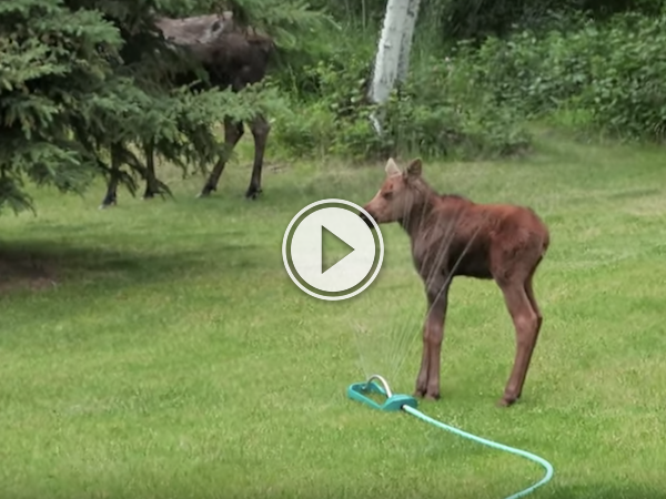Baby Moose has an epic fail while sprinkler running! (Video)