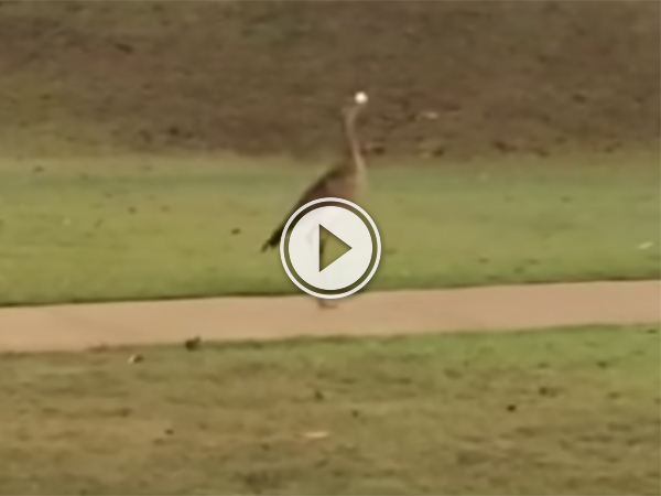 In this video Insane Bird Steals A Ball And Bounces It On The Cart Path