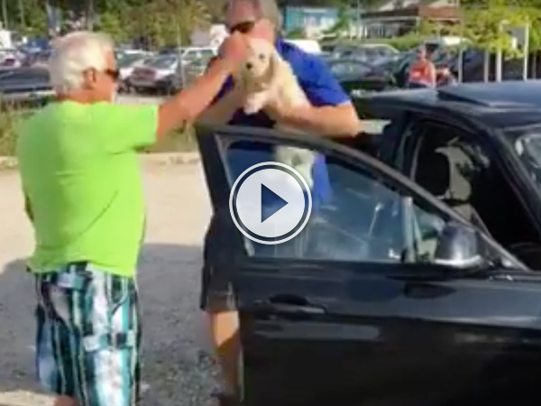 I would have broken more than just a window to save this dog! (Video)
