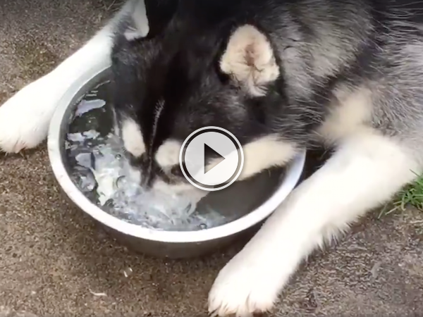 funny Siberian husky trying to drink bubbles.(video)
