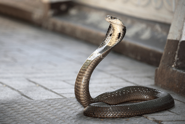 photo of a snake on the footpath staying sharp ready to bite.