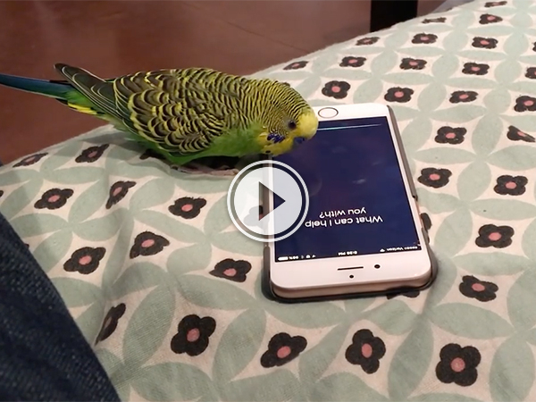 Screenshot of Parrot talking to Iphone siri