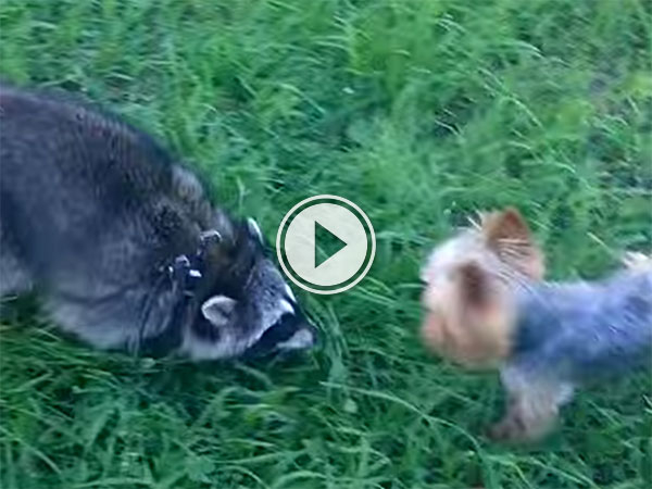 Yorkshire Terrier and Racoon play together (Video)