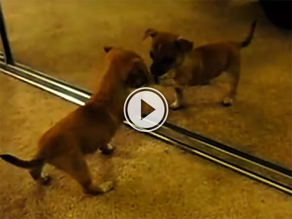 Puppies seeing themselves in the mirror compilation (Video)