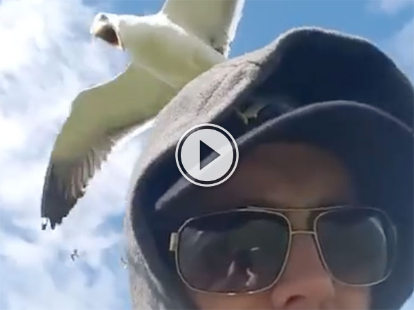 Man attacked by Scottish seagulls (Video)
