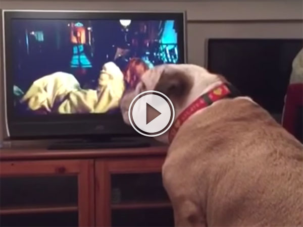 English Bulldog warns girl on TV during horror movie (Video)