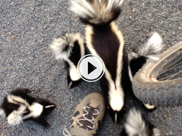 Cyclist comes across adorable family of skunks
