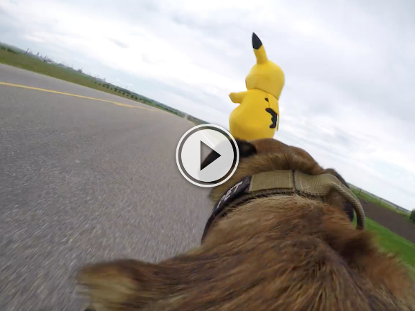 Sometimes a Poke Ball won't be enough; use a dog instead! (Video)