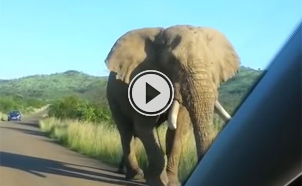 Elephant gets a little too close to car windscreen (Video)