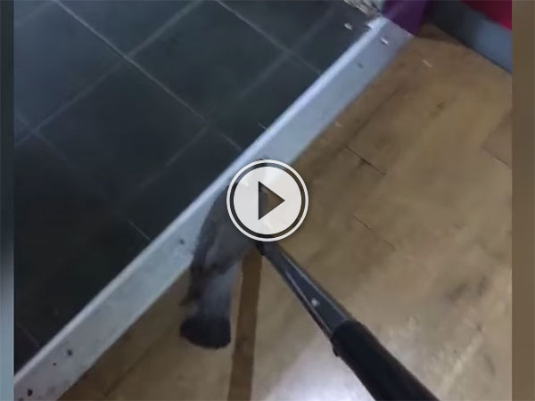 Pigeon helped to leave pub by vacuum cleaner (Video)