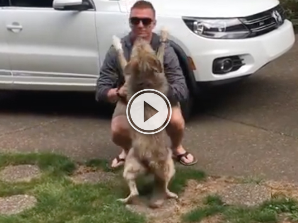 Dog can't contain excitement after seeing again after 8 months (Videos)