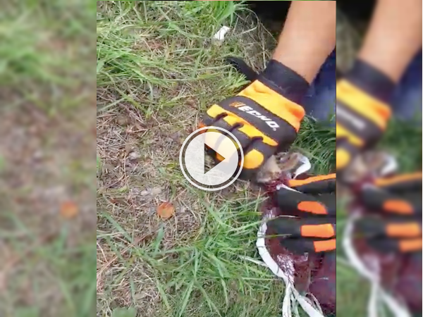 Dramatic rescue of a trapped chipmunk caught on tape; we have feels! (Video)