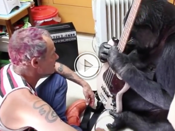 Flea teaches Koko the gorilla how to play guitar (Video)