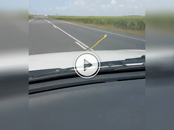 I’m tired of these mother f*ckin’ snake on this mother f*ckin’ car!