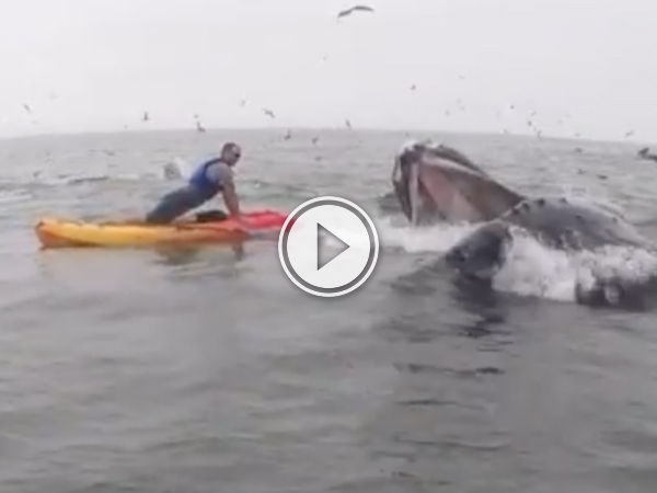 Massive whale joins vets push up challenge (Video)