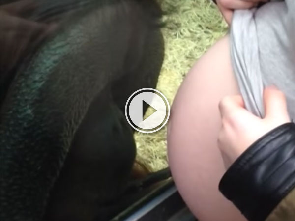 Orangutan is infatuated with baby bump (Video)