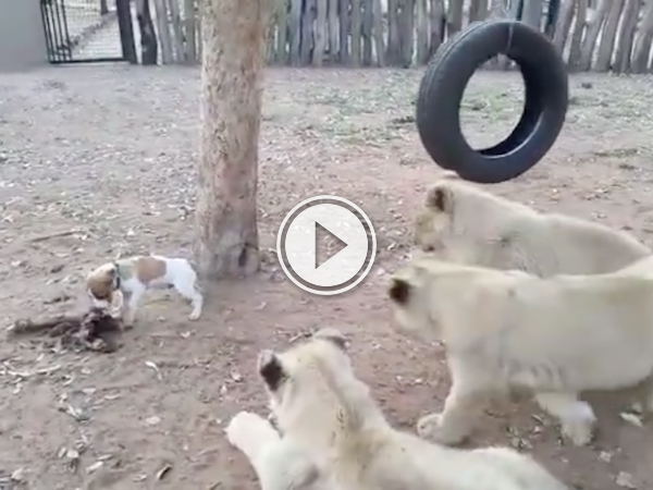 Little Jack Russell puppy thinks he's a lot bigger than he really is (Video)