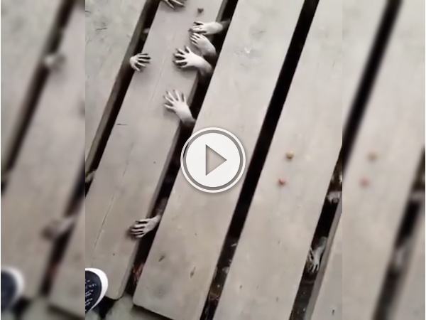 Creepy little raccoon hands are freaking me out! (Video)