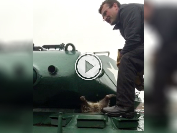 Raccoon gets stuck in tank