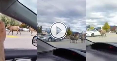 Move along it's just a traffic jam in the B.C. mountains... (Video)