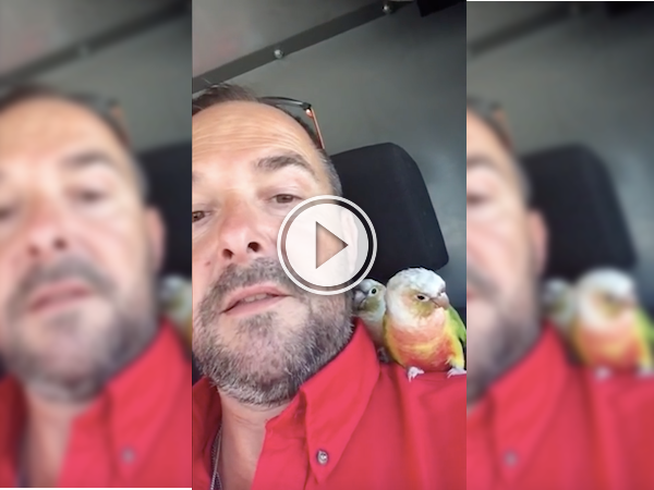 Two abandoned birds find a new home with a Toronto plumber (Video)