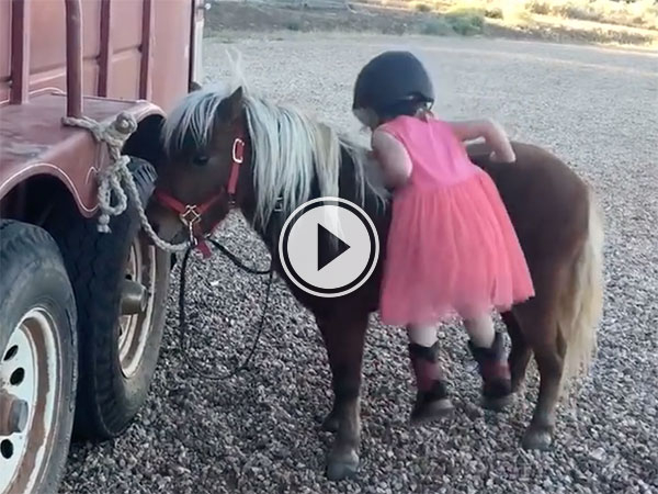 Adorable little girl climbing on to a pony (Video)