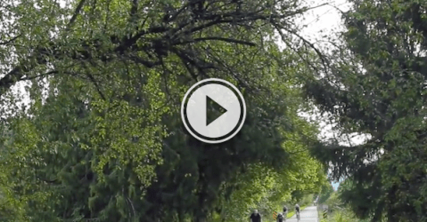 There's a bear just chilling above the route of this bike race! (Video)