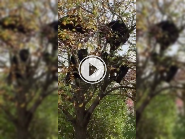 Oh this is nothing.. just a mom bear and her cubs getting some apples! (Video)