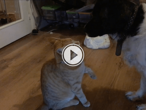 It's a Mexican, no wait, Mexi-cat standoff! (Video)