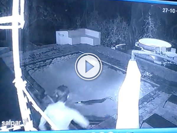 Couple in privite pool gets attack by crocodile (Video)