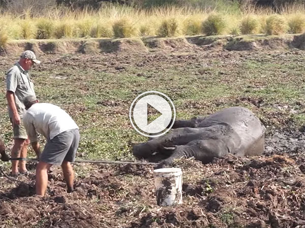 Mud stricken baby elephant turns on would be rescuers (Video)