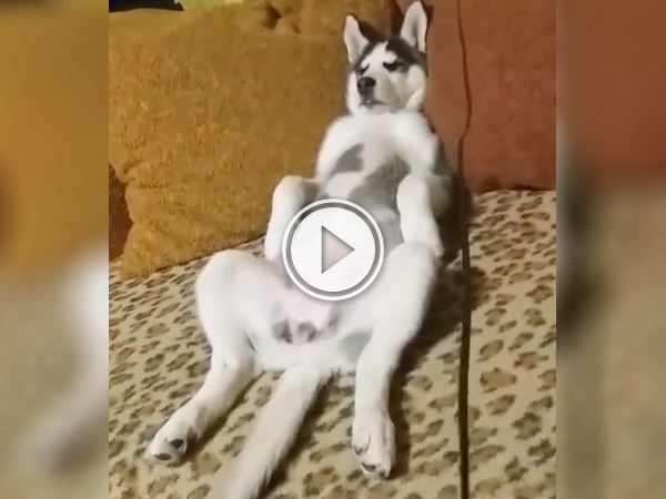 This dog has mastered the art of chillin
