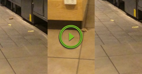 Mice run around in McDonald's trying to catch fries