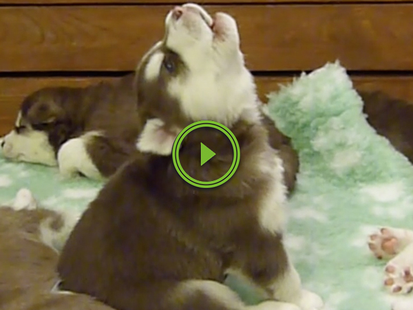 Cute Husky puppy howls like Chewbacca from Star Wars (Video)