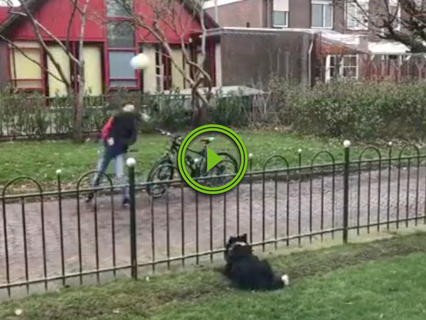 Dog tricks people into playing fetch