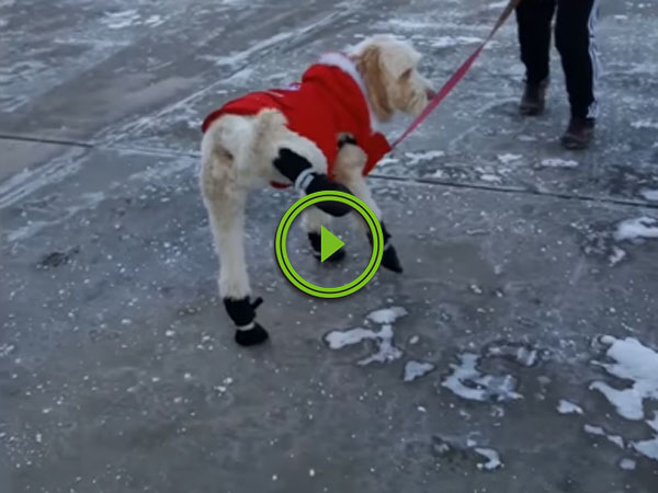 Confused Dog Struggled To Walk In Snow Boots (Video)